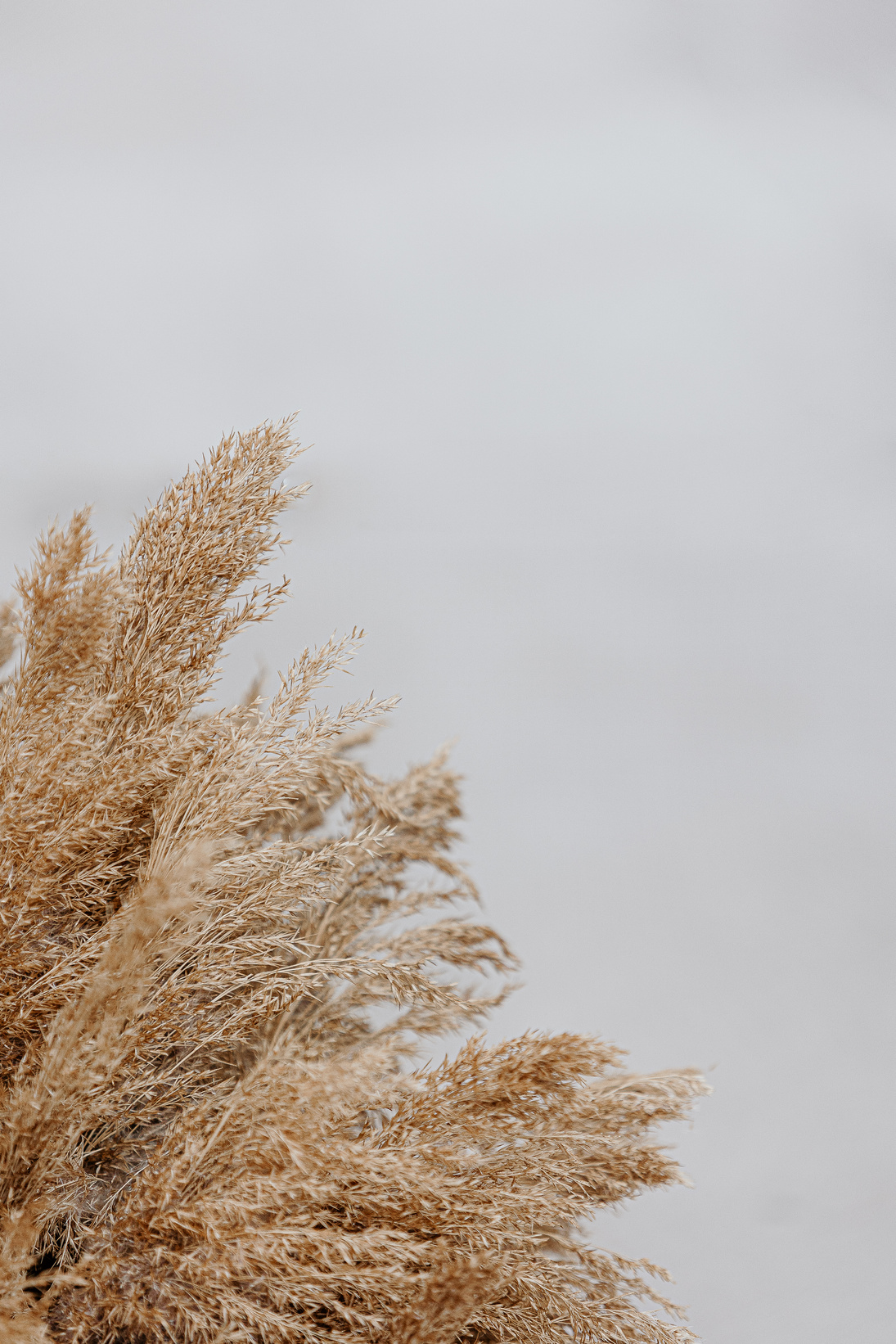 A Cluster of Brown Grass Under White Clouds